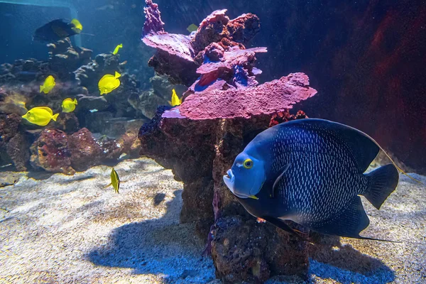 French angelfish Pomacanthus paru — 스톡 사진
