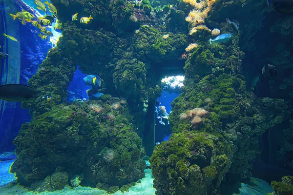 Peces y tortuga marina en acuario de mar — Foto de Stock