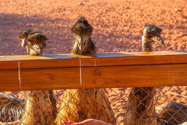Australian Emus eating — Stock Photo, Image