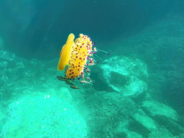 Mediterranean Jellyfish in sea background — Stock Photo, Image
