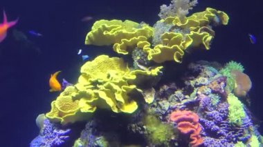Deniz akvaryumu balıkları