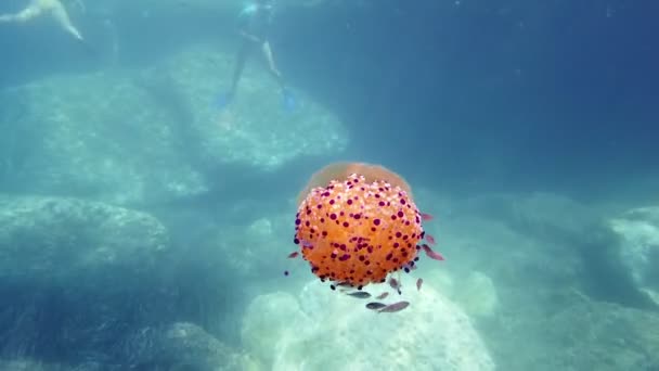 Mediterania Jellyfish di latar belakang laut — Stok Video