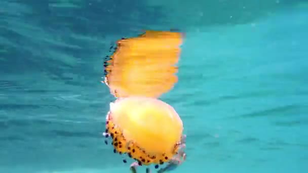 Close-up de medusas mediterrâneas — Vídeo de Stock