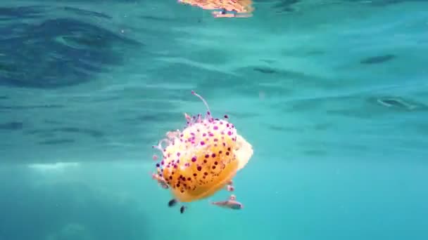 Medusas mediterráneas flotantes — Vídeos de Stock