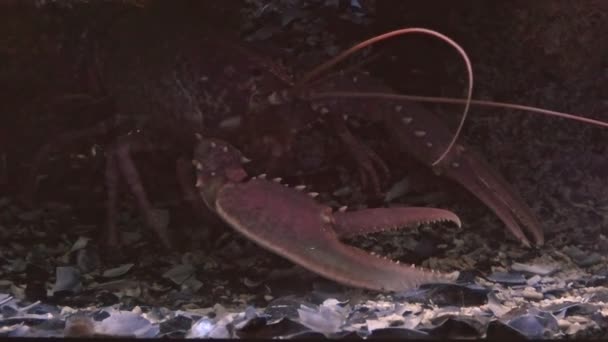 Homard méditerranéen européen — Video