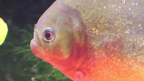 Close-up van roodbuikpiranha — Stockvideo