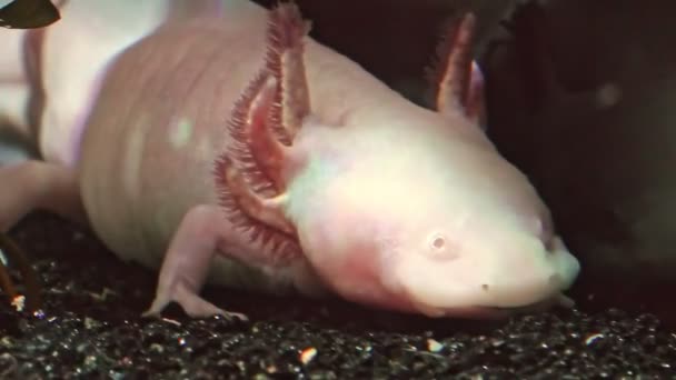 Afsluiting van Axolotl — Stockvideo