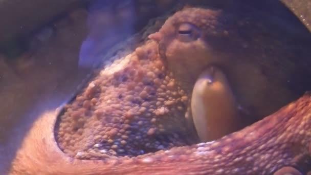 Close-up van gewone octopus — Stockvideo