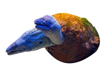 Kahverengi yılanbalığı