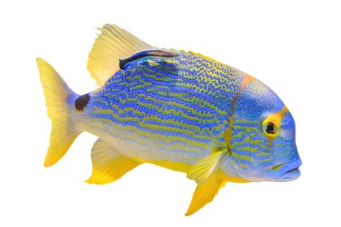 Sailfin snapper 'a yaklaş.