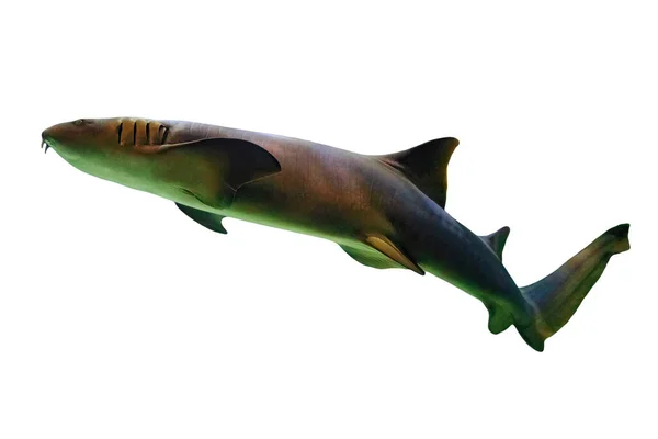 새끼 상어 수영 — 스톡 사진