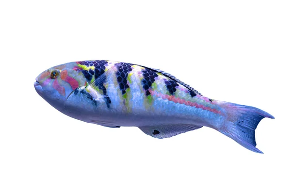 Wrasse de seis barras ou wrasse de seis faixas — Fotografia de Stock