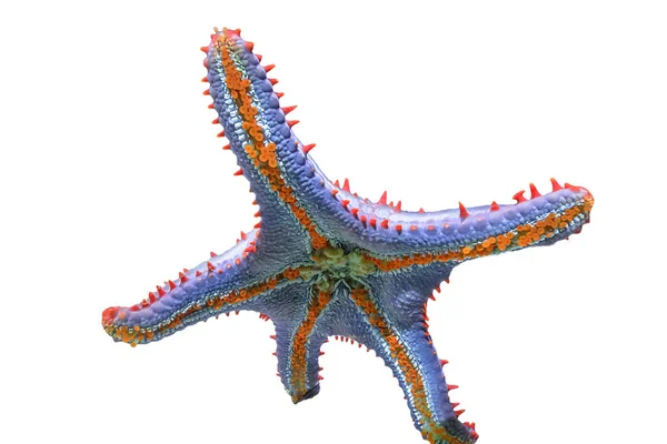 Bottom view of Blue spiny starfish — Stock Photo, Image