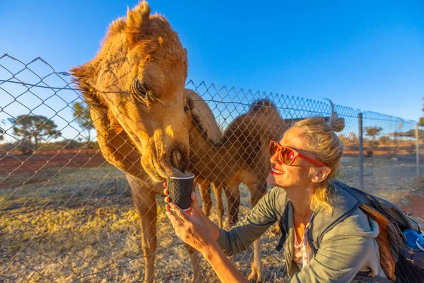 Mujer alimentando dromedario de Australia — Foto de Stock