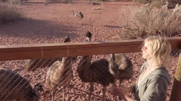 Frau füttert Emu von Australien — Stockvideo