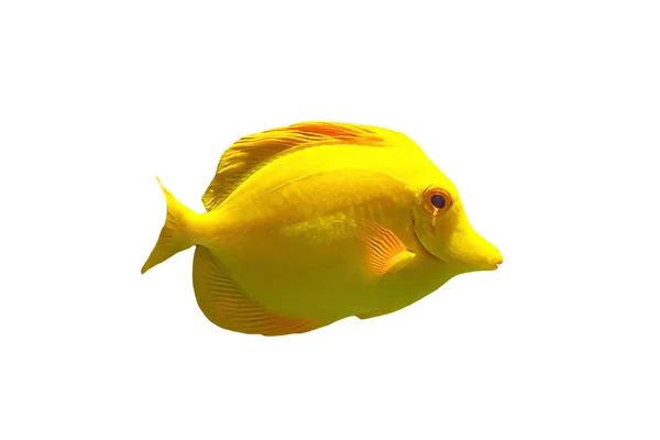 Желтая рыба-хирург — стоковое фото
