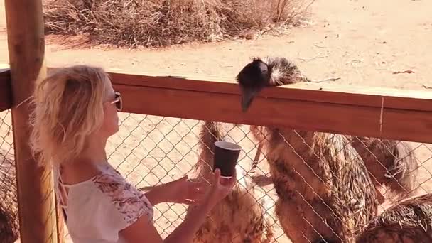 Flicka utfodring Emu av Australien — Stockvideo