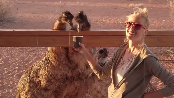 Avustralya 'nın Emu' sunu besleyen kadın — Stok video