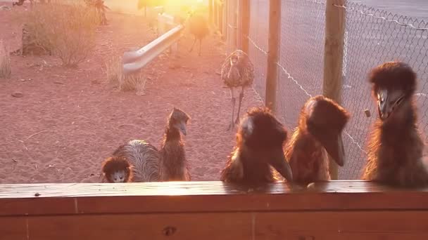 Australiska Emus äter — Stockvideo