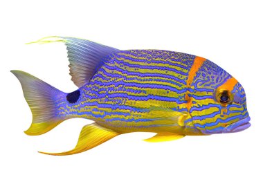 Sailfin snapper 'a yaklaş.