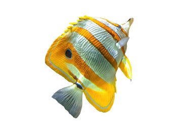 spriped Copperband butterflyfish clipart