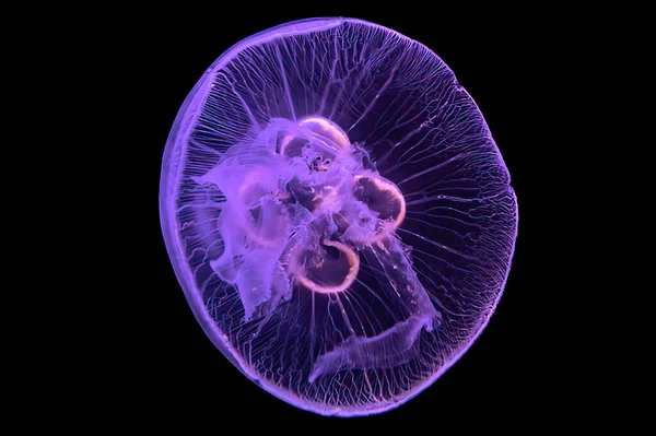 Primo piano delle meduse lunari — Foto Stock