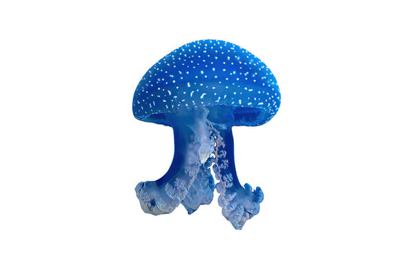 Австралийская пятнистая медуза
