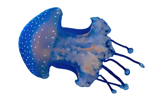 オーストラリアで発見されたクラゲのクローズアップは — ストック写真