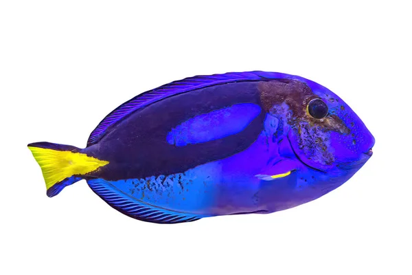 Close-up de Blue Tang natação — Fotografia de Stock