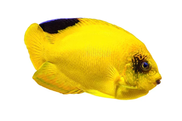 Amarelo Woodheads Angelfish — Fotografia de Stock