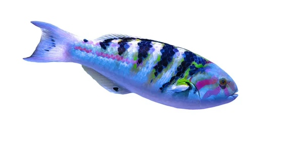 Wrasse de seis barras ou wrasse de seis faixas — Fotografia de Stock