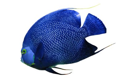 Fransız melek balığı Pomacanthus paru