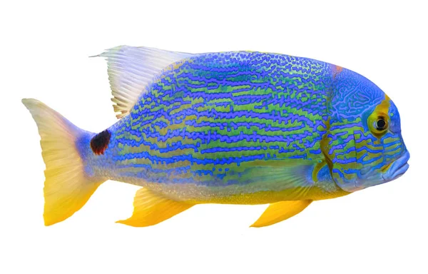 Sailfin snapper 'a yaklaş.