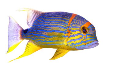 Sailfin snapper 'a yaklaş.