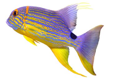 Sailfin snapper 'a yaklaş.