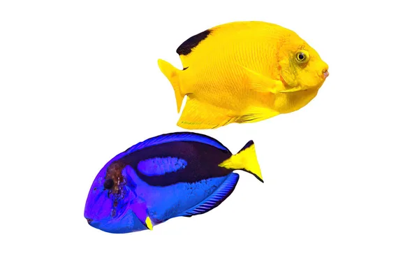 Azul Tang e Amarelo Woodheads Angelfish — Fotografia de Stock