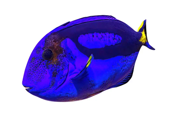 Närbild av Blue Tang — Stockfoto