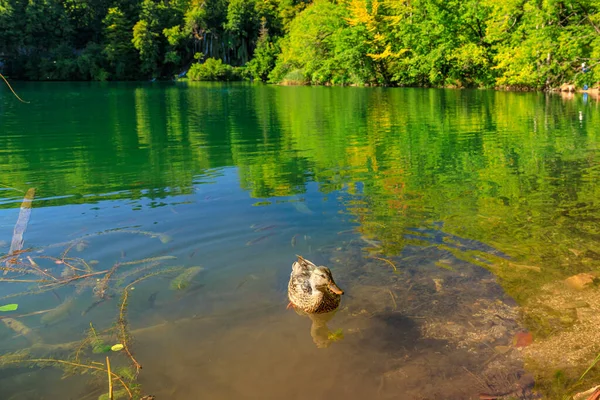 Kacsaúszás a Plitvicei-tavak Nemzeti Parkban — Stock Fotó