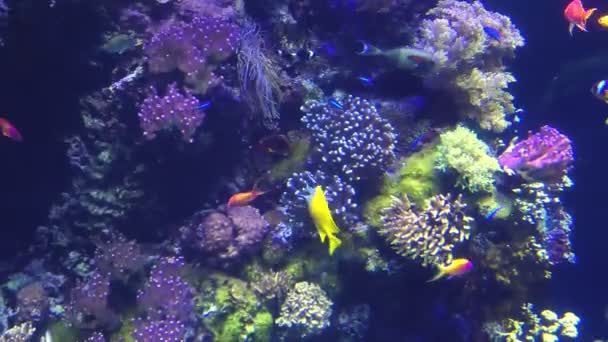 Cirurgionfish peixes de aquário de mar — Vídeo de Stock