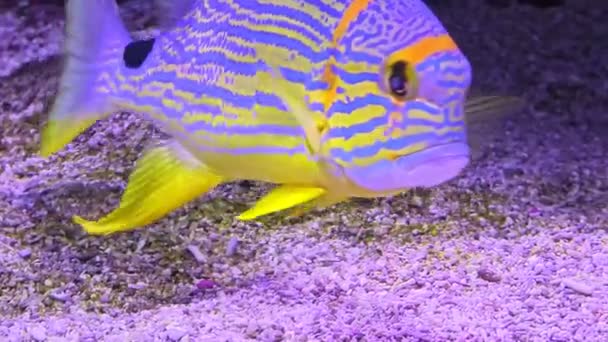 Close up of Sailfin snapper — Stock Video