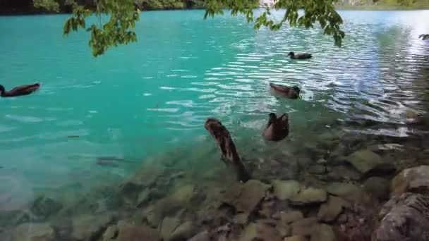 Patos do Parque Nacional dos Lagos de Plitvice — Vídeo de Stock