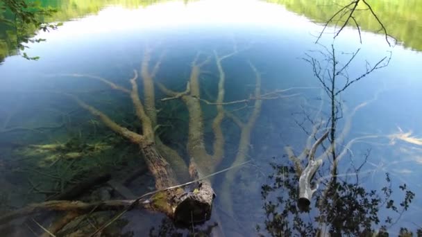 Árboles submarinos en el Parque Nacional de los Lagos de Plitvice — Vídeo de stock