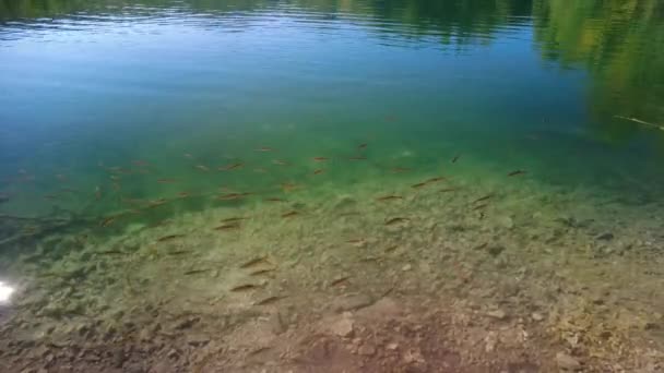Gewöhnlicher Rotbarsch im Nationalpark Plitvicer Seen — Stockvideo