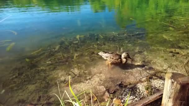 Pato nadando no Parque Nacional dos Lagos de Plitvice — Vídeo de Stock
