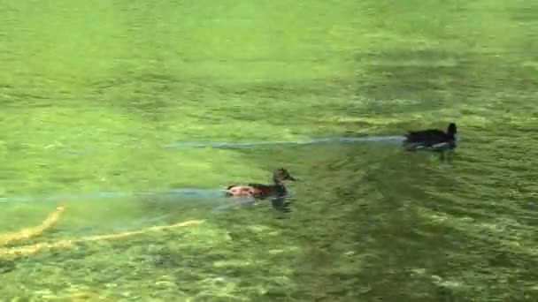 Patos nadando en el Parque Nacional de los Lagos Plitvice — Vídeos de Stock