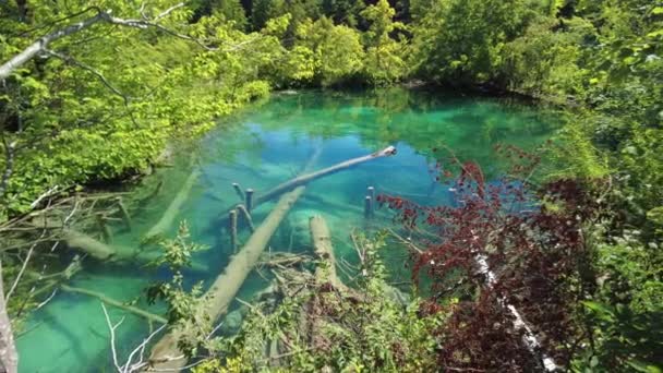 Milino Jezero underwater trees in Plitvice Lakes — Stock Video