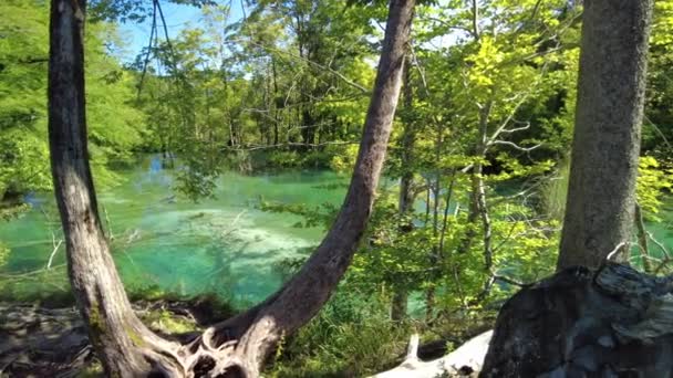 Árvores do lago Milino em Plitvice Lagos NP — Vídeo de Stock