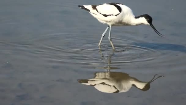 Pied avocet bird feeding — стоковое видео