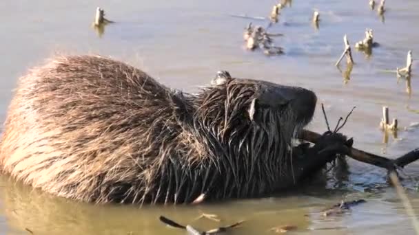 Hindistan cevizi ya da coypu Camargue 'de besleniyor — Stok video