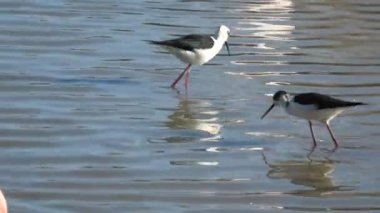 Bayağı uzunbacak kuş